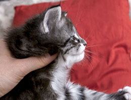 Wildfee's Norwegische Waldkatzen Wildfee's Kottan - eine Woche alt