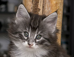 Wildfee's Norwegische Waldkatzen Wildfee's Kottan - fünf Wochen alt