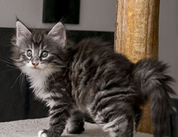 Wildfee's Norwegische Waldkatzen Wildfee's Kottan - fünf Wochen alt