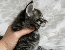 Wildfee's Norwegische Waldkatzen Wildfee's Lille-Prinsessen - fünf Wochen alt