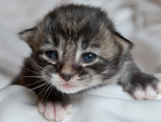 Wildfee's Norwegische Waldkatzen Wildfee's Ole Dynamit - eine Woche alt