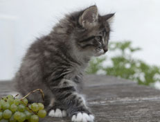 Wildfee's Norwegische Waldkatzen Wildfee's Ole Dynamit - 8 Wochen alt