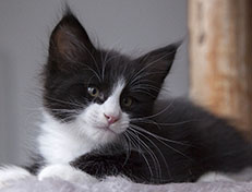Wildfee's Norwegische Waldkatzen Wildfee's Samson - 8 Wochen alt alt