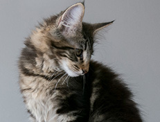 Wildfee's Norwegische Waldkatzen Wildfee's Tia Dalma - 14 Wochen alt