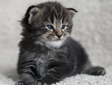 Wildfee's Norwegische Waldkatzen Wildfee's Tia-Dalma - 3 Wochen alt