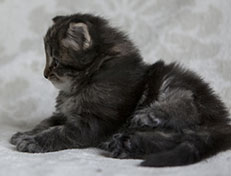 Wildfee's Norwegische Waldkatzen Wildfee's Tia-Dalma - 4 Wochen alt