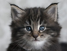 Wildfee's Norwegische Waldkatzen Wildfee's Tia-Dalma - 5 Wochen alt