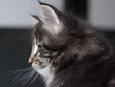 Wildfee's Norwegische Waldkatzen Wildfee's Tia-Dalma - 6 Wochen alt