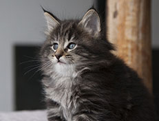 Wildfee's Norwegische Waldkatzen Wildfee's Tia-Dalma - 6 Wochen alt