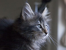 Wildfee's Norwegische Waldkatzen Wildfee's Tia-Dalma - 9 Wochen alt