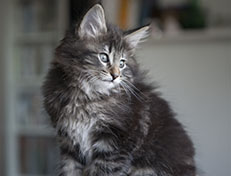Wildfee's Norwegische Waldkatzen Wildfee's Tia-Dalma - 9 Wochen alt