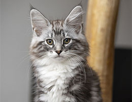 Wildfee's Norwegische Waldkatzen Wildfee's Van-Silver - elf Wochen alt