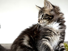 Wildfee's Norwegische Waldkatzen Wildfee's Wesley - 10 Wochen alt