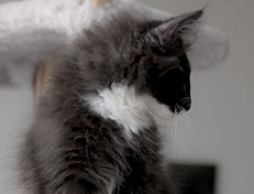 Wildfee's Norwegische Waldkatzen Wildfee's Warhol - 13 Wochen alt