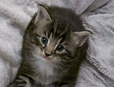 Wildfee's Norwegische Waldkatzen Wildfee's Wesley - 4 Wochen alt
