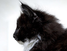 Wildfee's Norwegische Waldkatzen Wildfee's Warhol - 7 Wochen alt