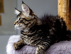 Wildfee's Norwegische Waldkatzen Wildfee's Zodor - 12 Wochen alt