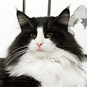 Wildfee's Norwegian Forest Cats: Edda Edelweis du Valldall, DVM