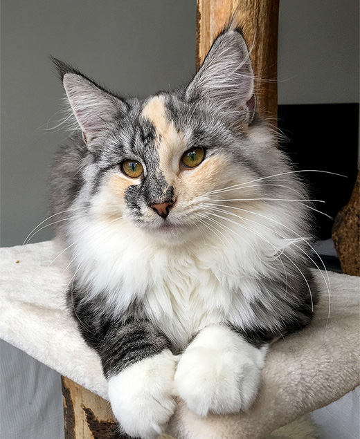 Wildfee's Norwegische Waldkatzen SC Edda Edelweiss du Valldall, DVM