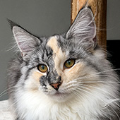 Wildfee's Norwegische Waldkatzen: Wildfee's Lilli More