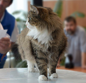 Wildfee's Norwegiche Waldkatzen - SC Edda Edelweiss Best in Show 