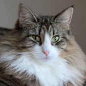 Wildfee's Norwegische Waldkatzen: SC Edda Edelweis du Valldall, DVM