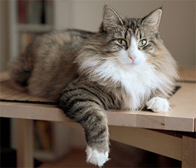 SC Edda Edelweiss du Valldall, DVM