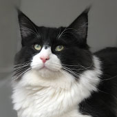 Wildfee's Norwegian Forest Cats