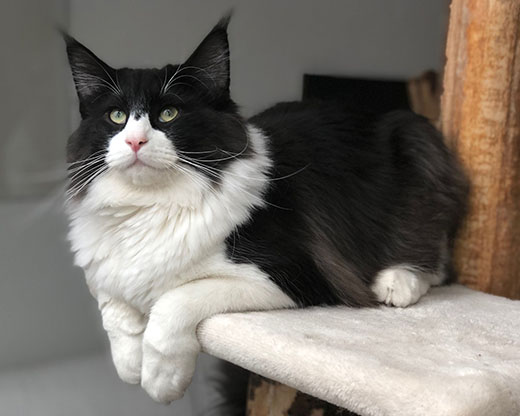 Wildfee's Norwegische Waldkatzen Wildfee's Felis, JW