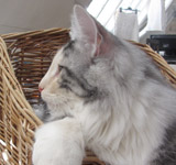 Wildfee's Norwegische Waldkatzen GIC Foxy Camelion*PL - NFO fs 09 22