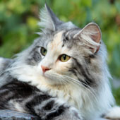 Wildfee's Norwegische Waldkatzen: Wildfee's Lilli More