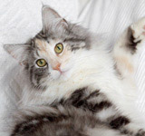 Wildfee's Norwegische Waldkatzen GIC Foxy Camelion*PL - NFO fs 09 22