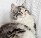 Wildfee's Norwegische Waldkatzen GIC Foxy Camelion*PL - NFO fs 09 22