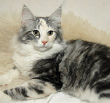 Wildfee's Norwegische Waldkatzen GIC Foxy Camelion*PL - NFO fs 09 22