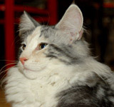 Wildfee's Norwegische Waldkatzen GIC Foxy Camelion*PL - NFO fs 09 22