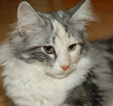 Wildfee's Norwegische Waldkatzen GIC Foxy Camelion*PL - NFO fs 09 22