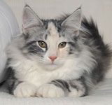 Wildfee's Norwegische Waldkatzen GIC Foxy Camelion*PL - NFO fs 09 22