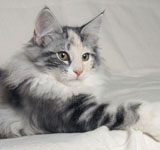 Wildfee's Norwegische Waldkatzen GIC Foxy Camelion*PL - NFO fs 09 22