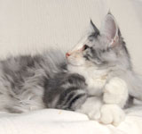 Wildfee's Norwegische Waldkatzen GIC Foxy Camelion*PL - NFO fs 09 22