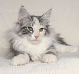 Wildfee's Norwegische Waldkatzen GIC Foxy Camelion*PL - NFO fs 09 22