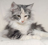 Wildfee's Norwegische Waldkatzen GIC Foxy Camelion*PL - NFO fs 09 22