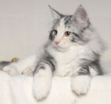 Wildfee's Norwegische Waldkatzen GIC Foxy Camelion*PL - NFO fs 09 22