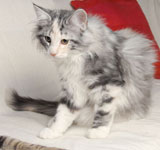 Wildfee's Norwegische Waldkatzen GIC Foxy Camelion*PL - NFO fs 09 22