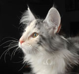 Wildfee's Norwegische Waldkatzen GIC Foxy Camelion*PL - NFO fs 09 22