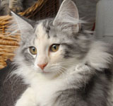 Wildfee's Norwegische Waldkatzen GIC Foxy Camelion*PL - NFO fs 09 22