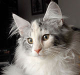 Wildfee's Norwegische Waldkatzen GIC Foxy Camelion*PL - NFO fs 09 22