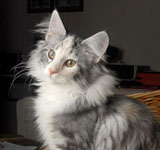 Wildfee's Norwegische Waldkatzen GIC Foxy Camelion*PL - NFO fs 09 22