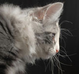 Wildfee's Norwegische Waldkatzen GIC Foxy Camelion*PL - NFO fs 09 22