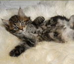 Wildfee's Norwegische Waldkatzen Wildfee's Lilli More