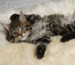 Wildfee's Norwegische Waldkatzen Wildfee's Lilli More